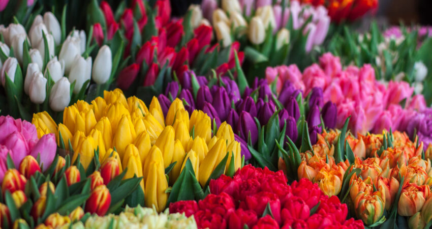 Photography of Assorted Colored Tulips