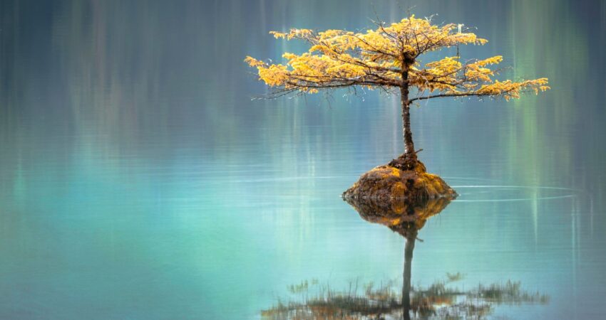 yellow leaf tree between calm body of water at daytime to show a state of calm that can come when you use grounding techniques
