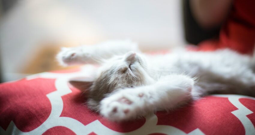 kitten lying on red and white quatrefoil textile to show relaxation